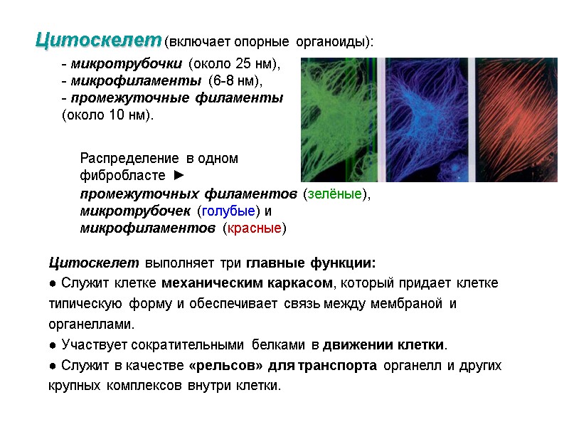 - микротрубочки (около 25 нм), - микрофиламенты (6-8 нм), - промежуточные филаменты (около 10